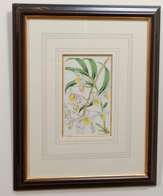 Glass Set of 4 19th Century French Botanicals