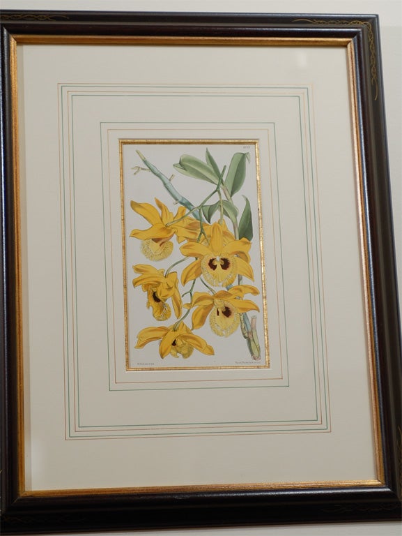 Set of 4 19th Century French Botanicals 3