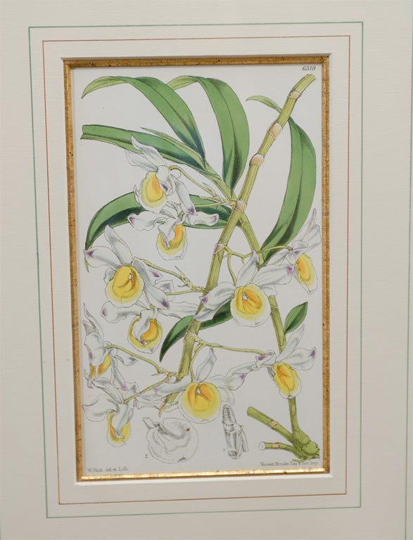 Set of 4 19th Century French Botanicals 4