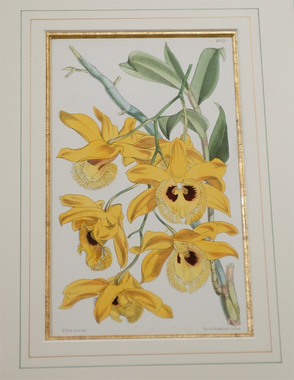 Set of 4 19th Century French Botanicals 5