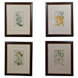 Vintage Set of 4 19th Century French Botanicals