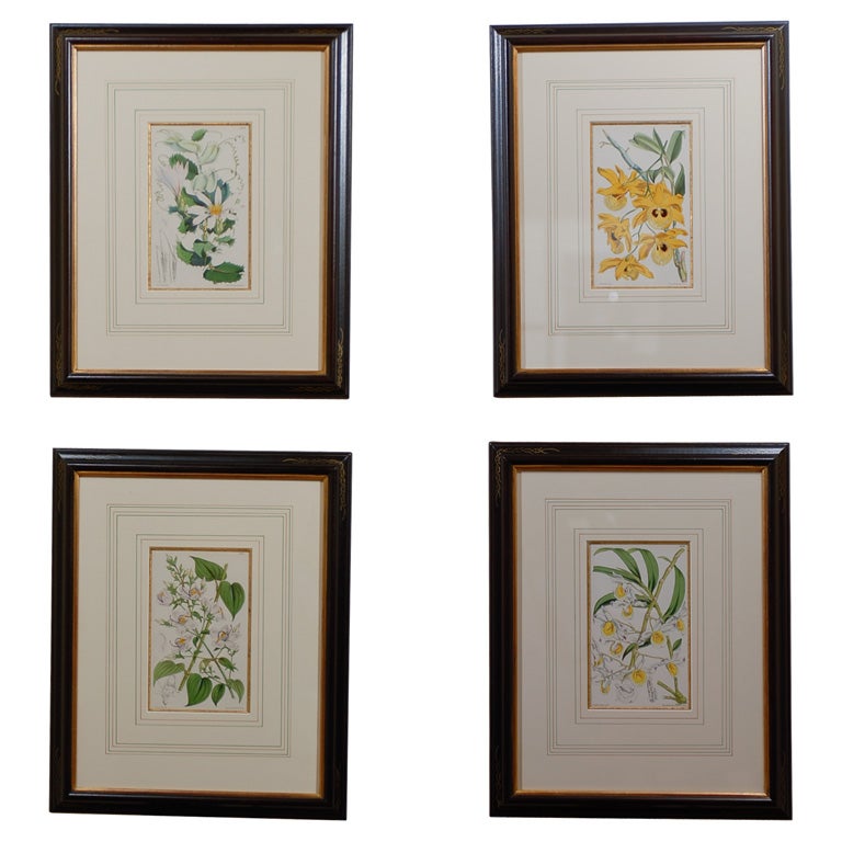 Set of 4 19th Century French Botanicals