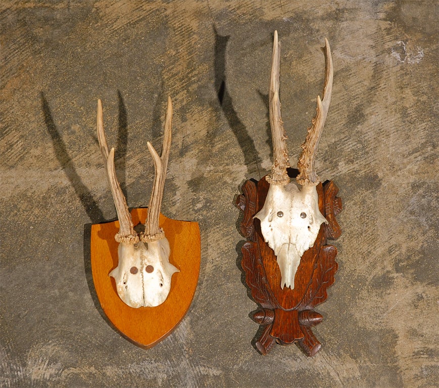 Wood Variety of Mounted Horn Plaques