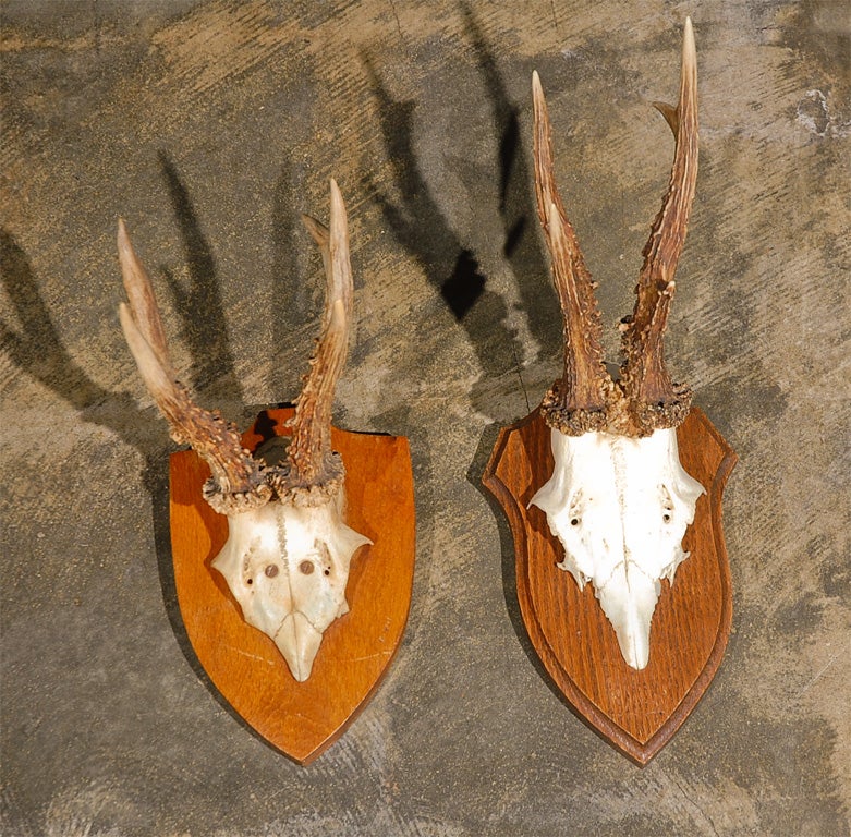 Variety of Mounted Horn Plaques 2