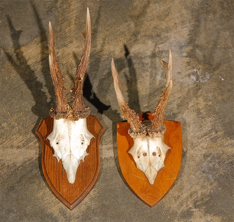 Variety of Mounted Horn Plaques 4