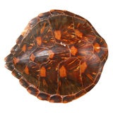Old Tortoise Shell