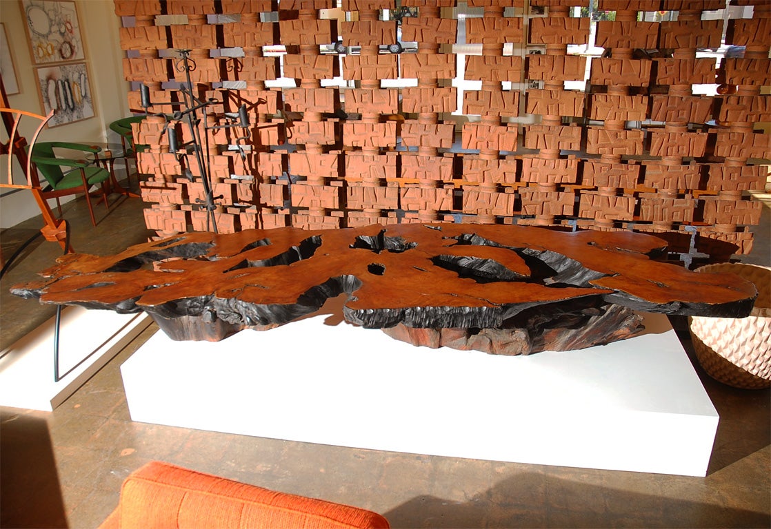 Massive tree cut burled redwood  coffee table