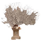 Rare Shell and Marine Life Sculpture (ref.AX134)