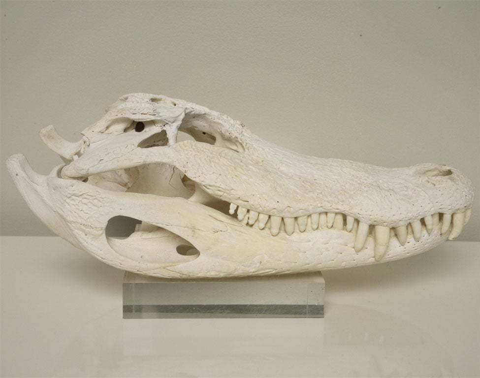 Beautiful and fearsome! White coral and sea shells seem much more interesting when cozied up next to this bleached alligator skull. A genuine specimen, it's been stripped, bleached, and painstakingly re-assembled. Lucite base not included.