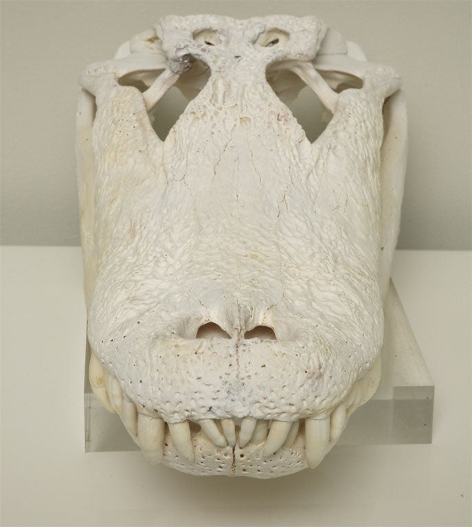 American Bleached Gator Skull