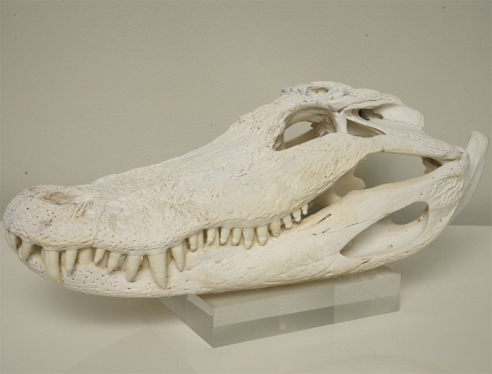 Contemporary Bleached Gator Skull