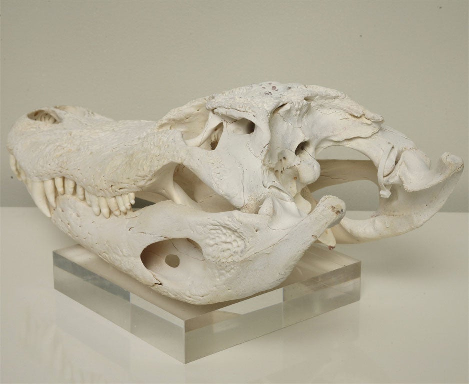 Bleached Gator Skull 1
