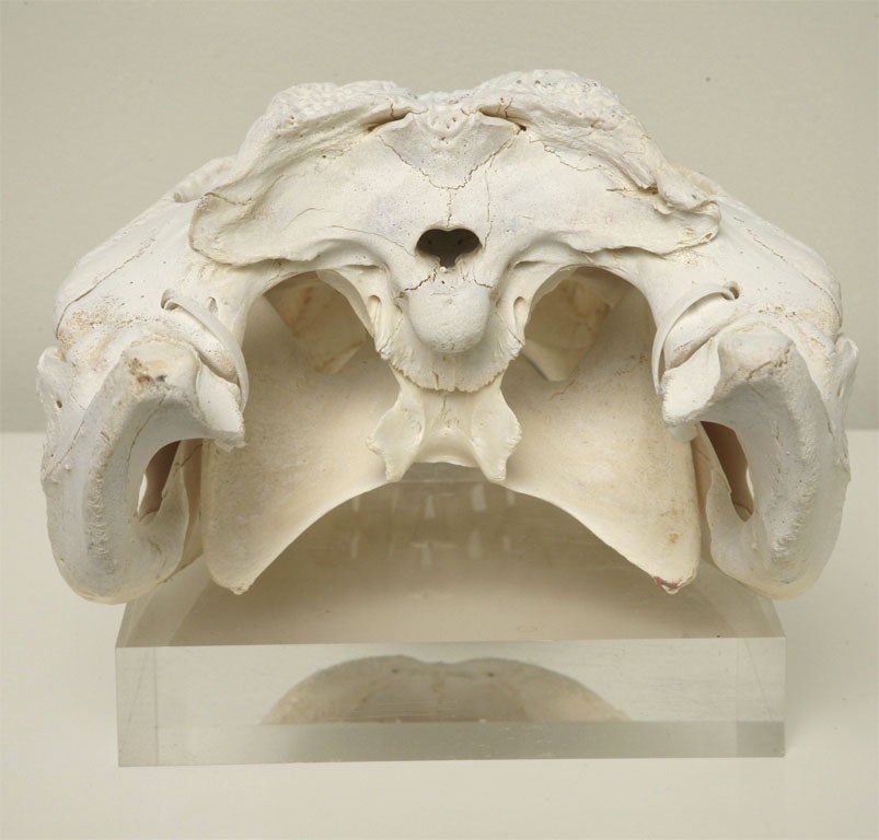 Bleached Gator Skull 2