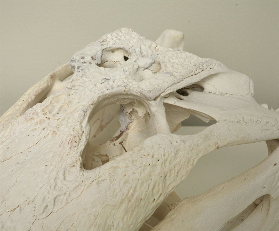 Bleached Gator Skull 3