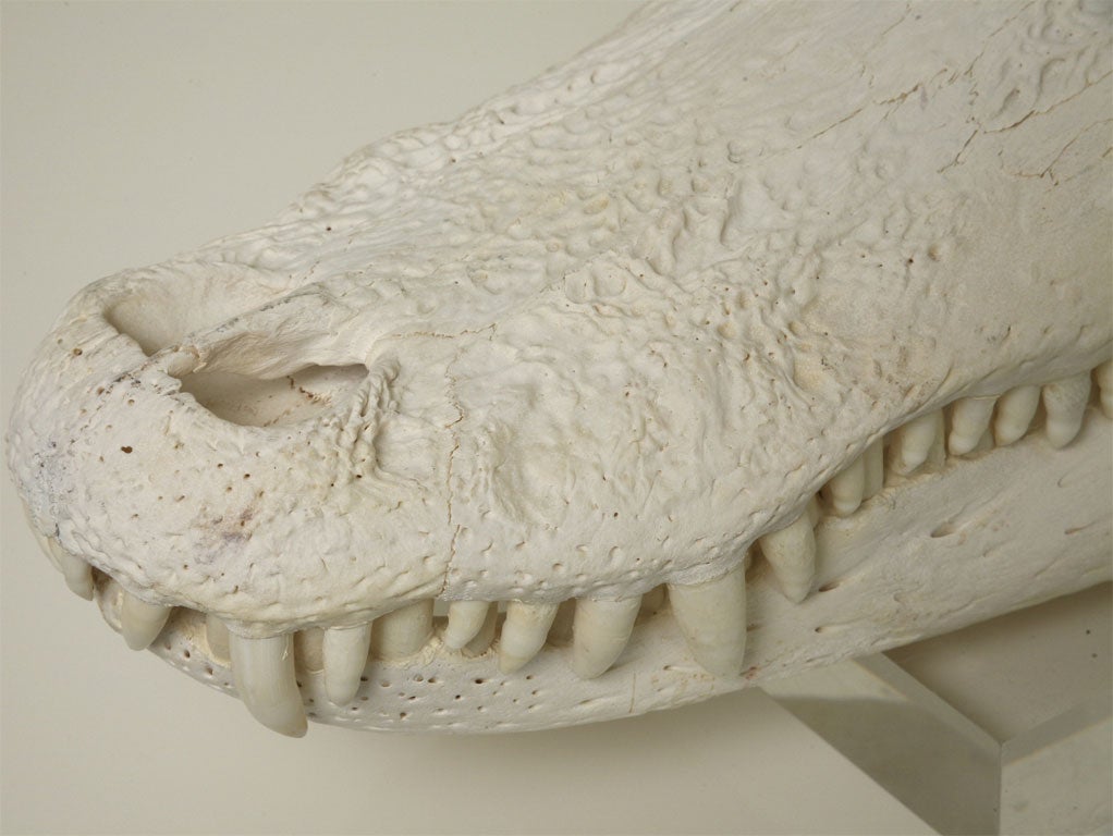 Bleached Gator Skull 4