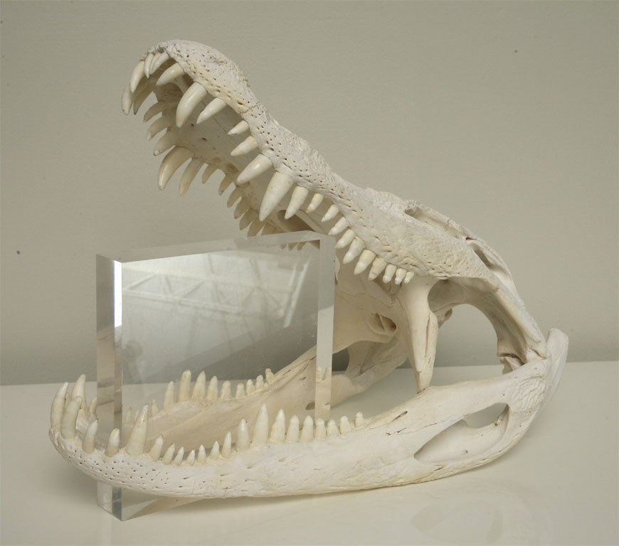 Bleached Gator Skull 5