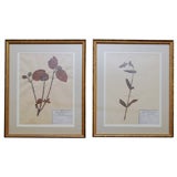 Set of Four 19th Century Framed Herbariums