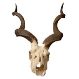 African Kudu Horns and Skull