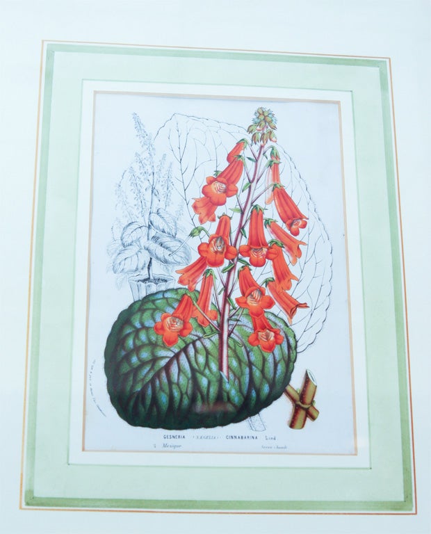 BOTANICALS BY VAN HOUTTE