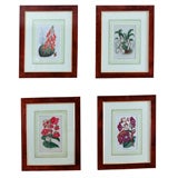 BOTANICALS BY VAN HOUTTE