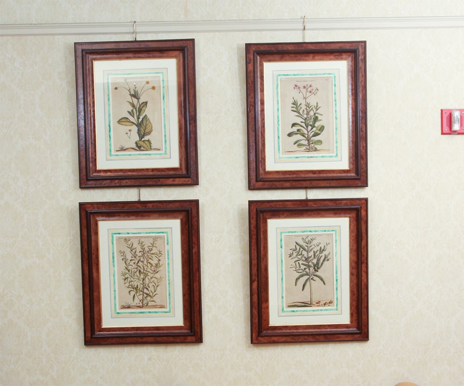 18TH CENTURY CONTINTENTAL BOTANICALS
