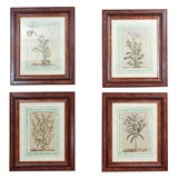 18TH CENTURY CONTINTENTAL BOTANICALS