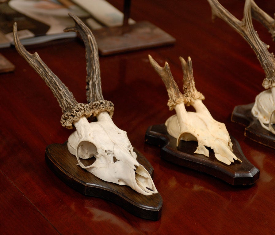 Dutch Mounted Deer Horns on Plaques