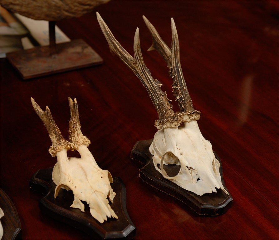 20th Century Mounted Deer Horns on Plaques