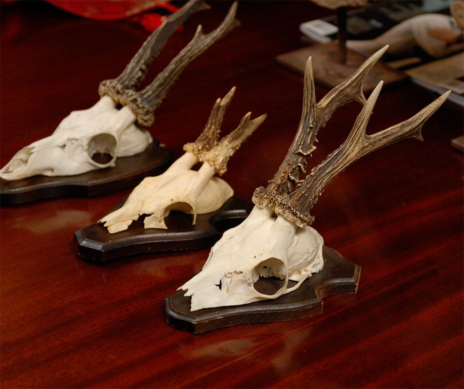 Mounted Deer Horns on Plaques 1