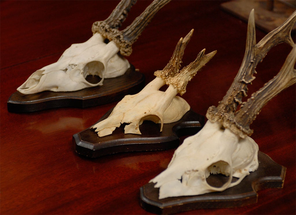 Mounted Deer Horns on Plaques 2
