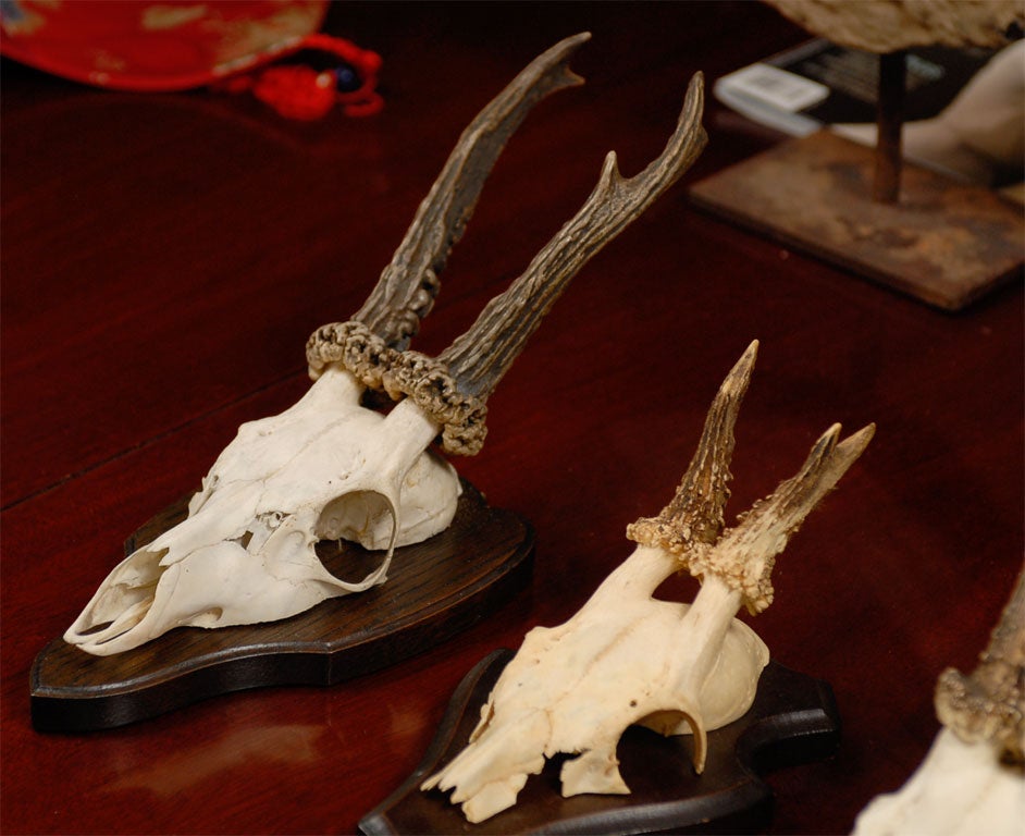 Mounted Deer Horns on Plaques 3