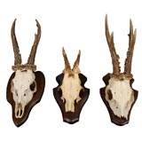 Mounted Deer Horns on Plaques