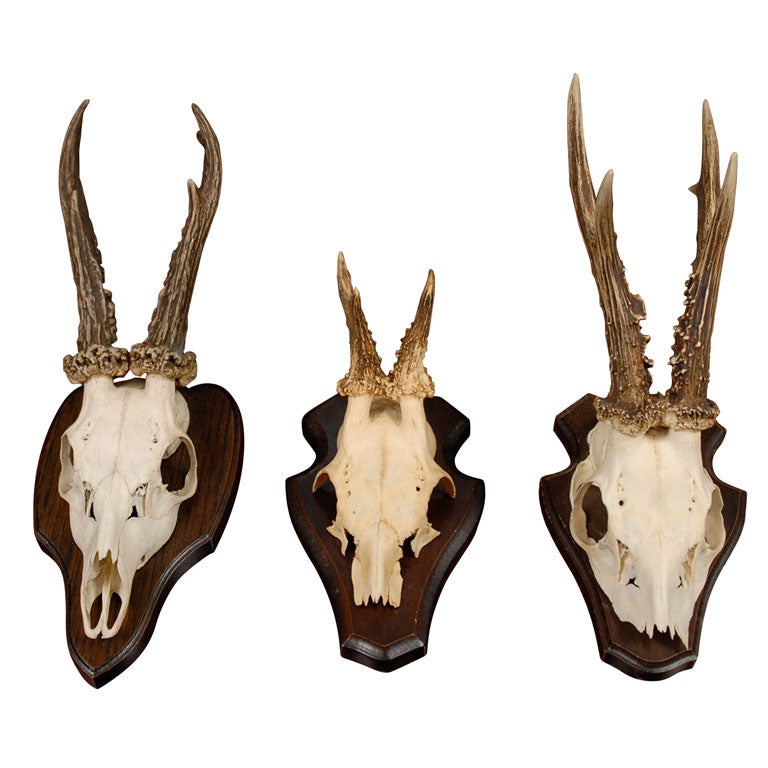 Mounted Deer Horns on Plaques
