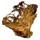 Large Root chair from Banyan root