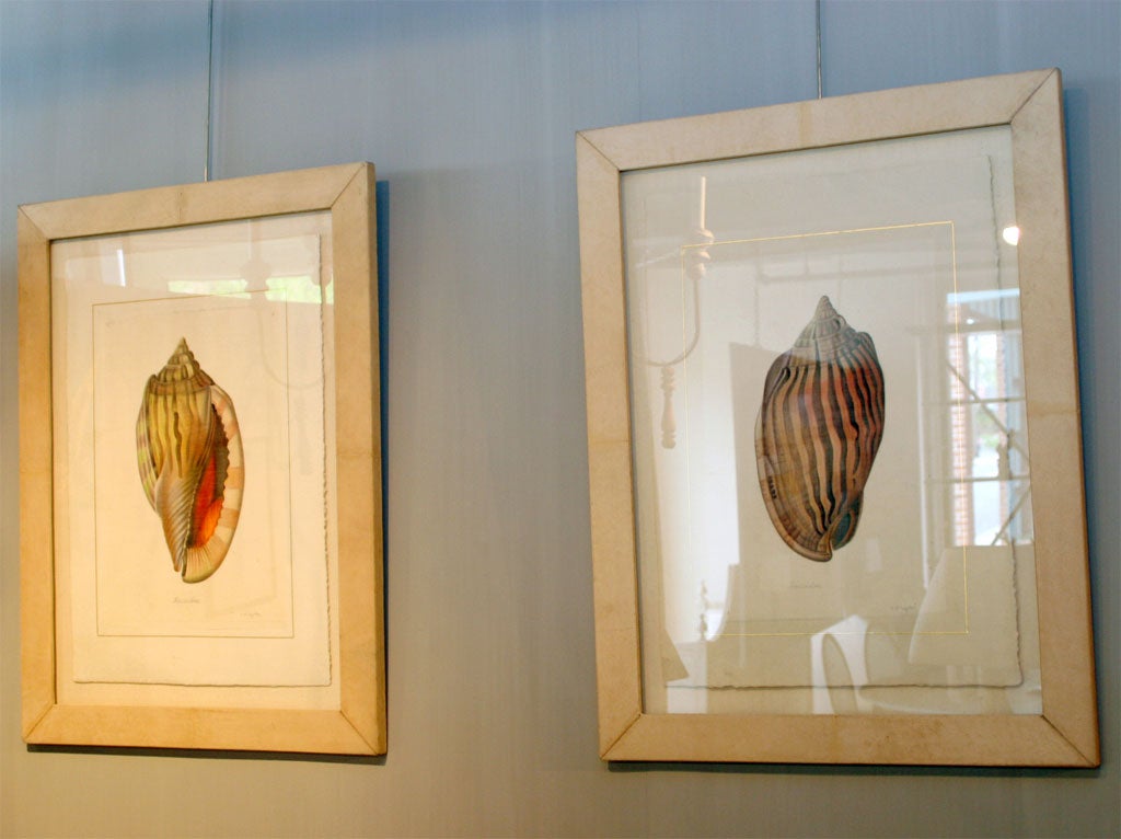 Shell Prints in Ivory Parchment Frames 1