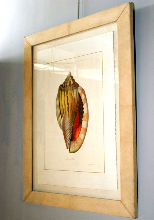 Shell Prints in Ivory Parchment Frames 4