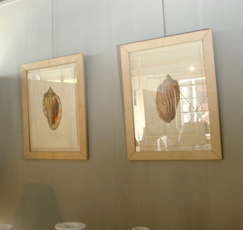 Shell Prints in Ivory Parchment Frames 6