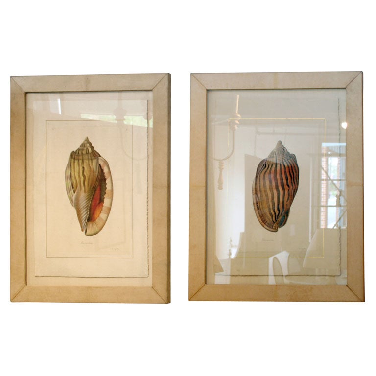 Shell Prints in Ivory Parchment Frames