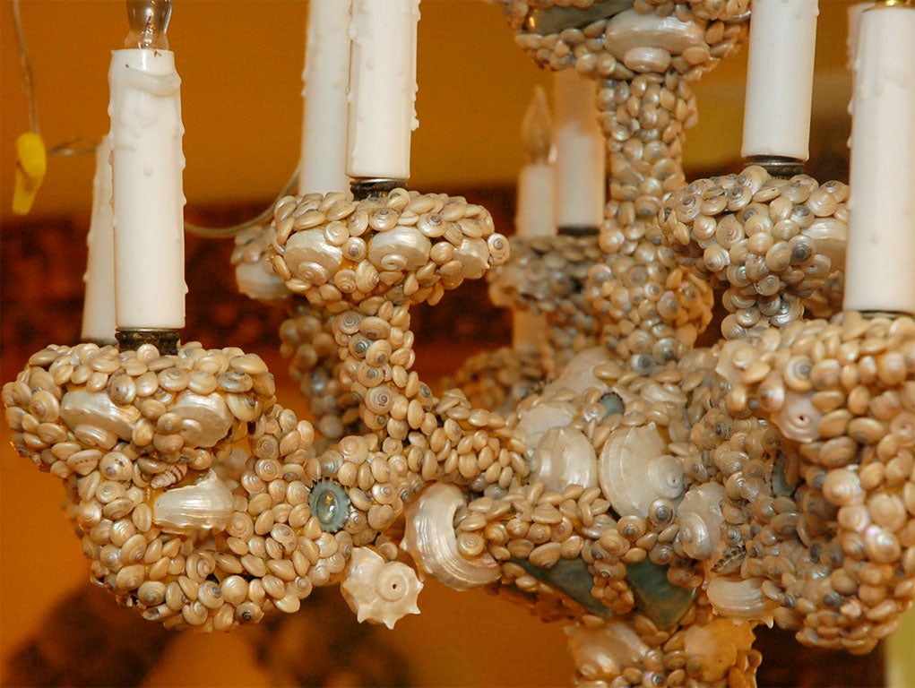 Unknown Unique Seashell Chandelier