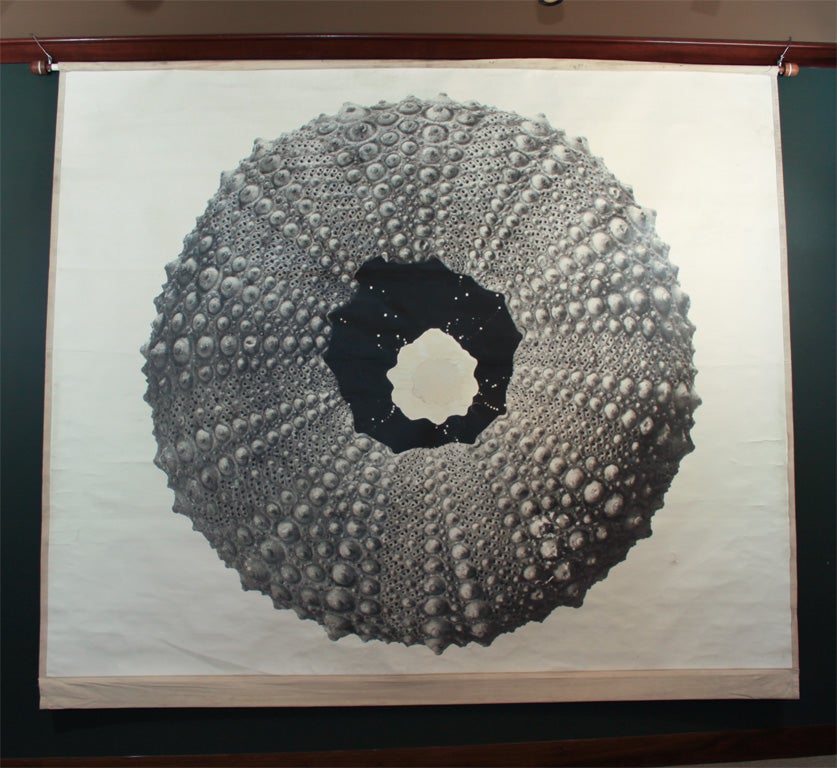 Massive abstract photograph of a sea urchin from a display at the Oakland Museum, circa 1950s. The black and white photograph mounted on its original canvas backing and hanging on wooden dowel. With patch, and minor damage from age and wear.