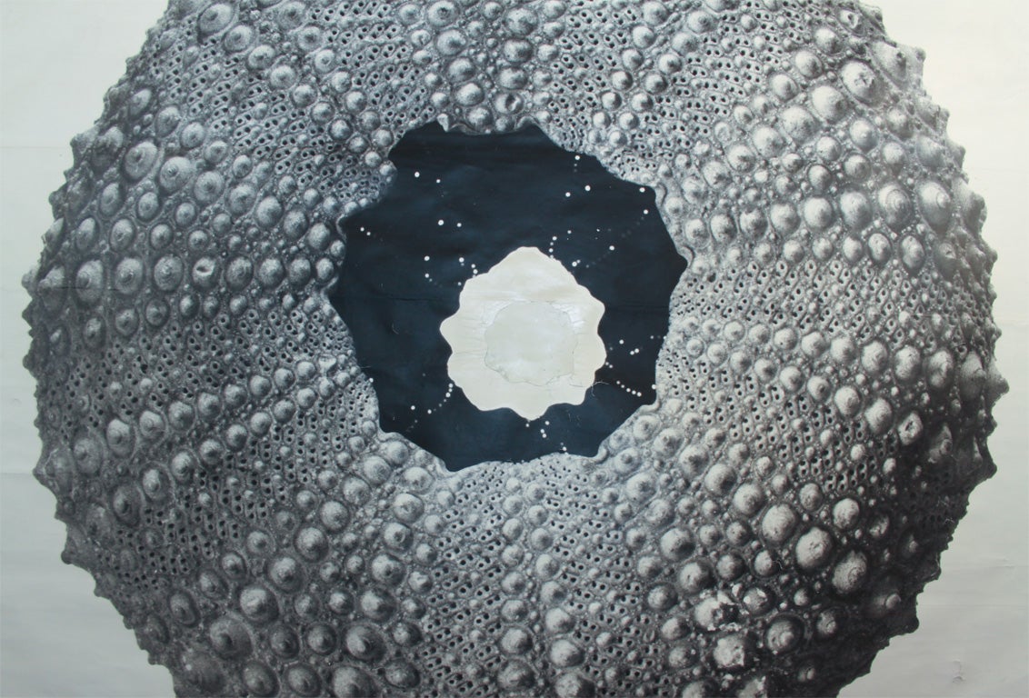 Massive Photograph of a Sea Urchin For Sale 4