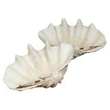 Antique Monumental Giant Clam Shell