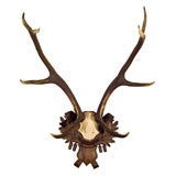Antler Trophy 6 pointer