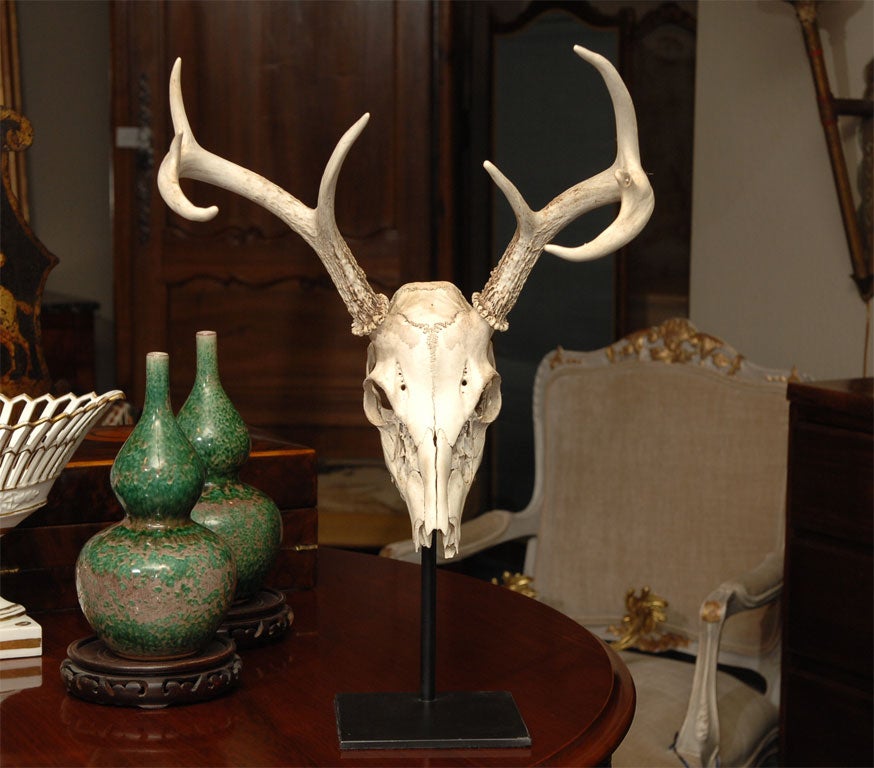 American Red Deer Skull and Antlers