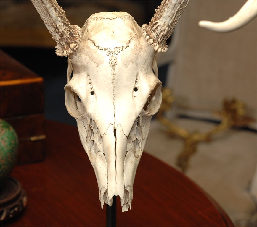 20th Century Red Deer Skull and Antlers