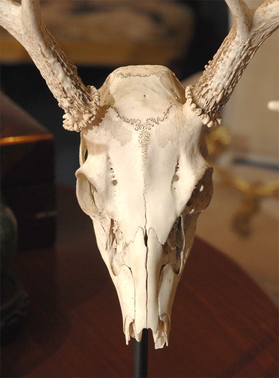 Metal Red Deer Skull and Antlers