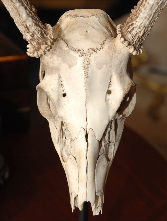Red Deer Skull and Antlers 1