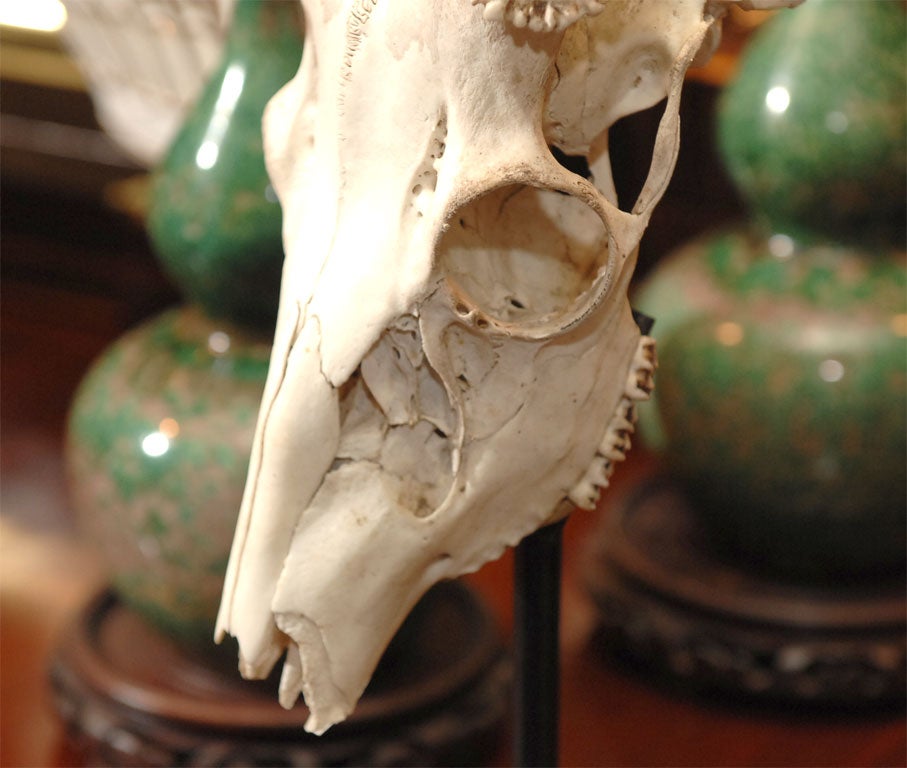 Red Deer Skull and Antlers 2