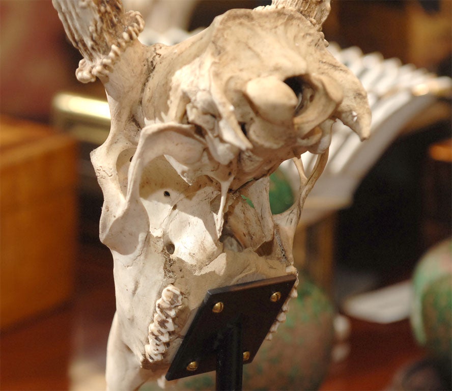 Red Deer Skull and Antlers 3