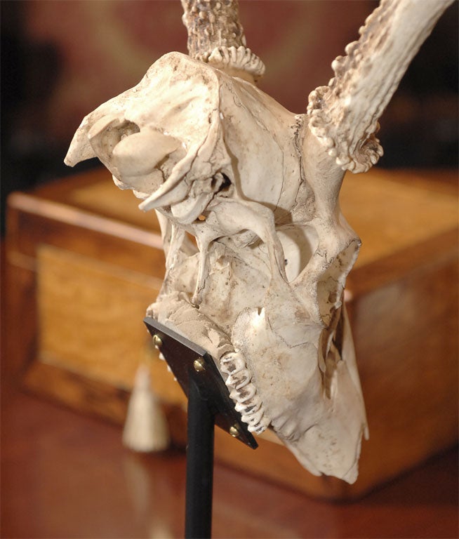 Red Deer Skull and Antlers 4